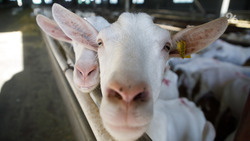 Ферма в Надежде ежегодно будет производить 700 тыс. кг сухого козьего молока для гипоаллергенного детского питания