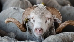 Фестиваль баранины пройдёт во время Кавказского инвестфорума на Ставрополье