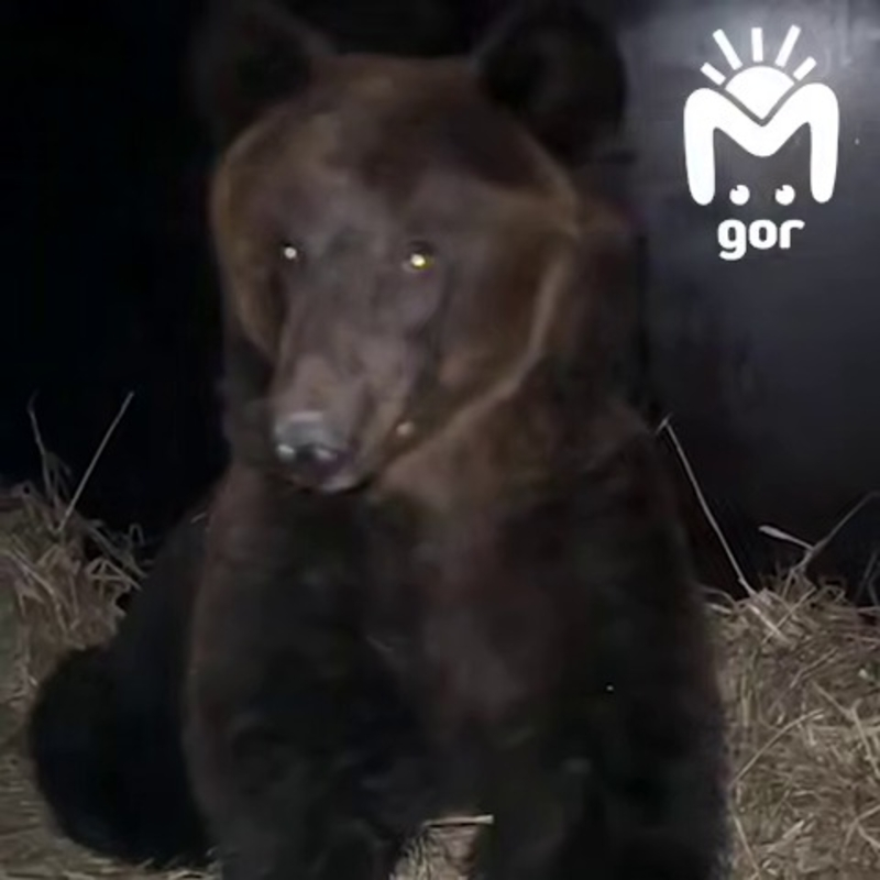 Двух спасённых медведей из частного зоопарка в Дагестане отправят в Ирландию