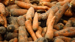 Более 290 га моркови предстоит убрать аграриям Ставрополья