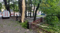 Молния разбила кору дерева в Кисловодске 