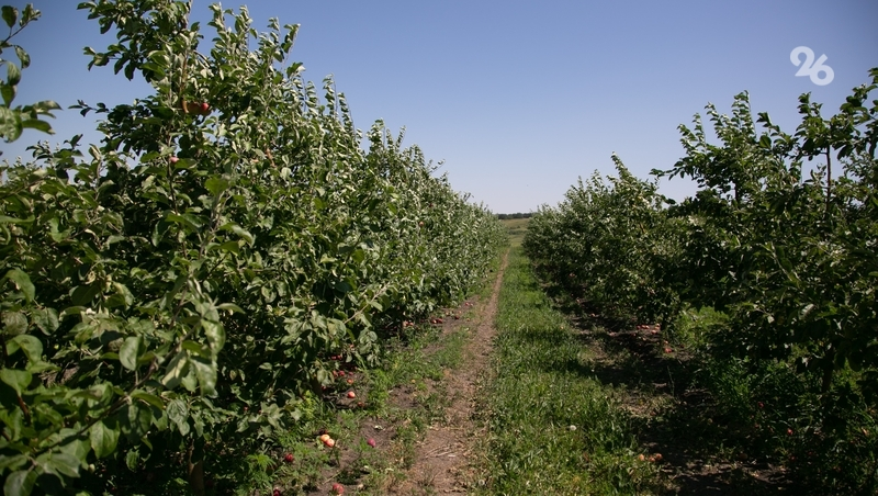 Осенняя закладка садов продолжается на Ставрополье