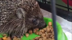 На Ставрополье ищут опекунов для ёжика