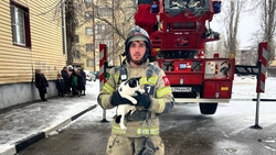 В Грозном сотрудники МЧС спасли кошку, сутки просидевшую на крыше пятиэтажки