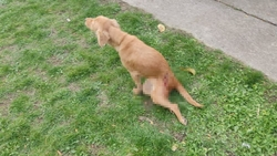 Дело мужчины, расстрелявшего собаку при детях на Ставрополье, передано в суд