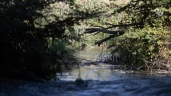 Утром 31 мая уровень воды в реке Калаусе на Ставрополье составил 8,54 м
