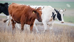 Геномную оценку молочного стада проведут на Ставрополье