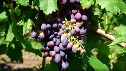 На развитие виноградарства и виноделия на Ставрополье выделили более 226 млн рублей 