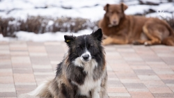 Глава СК России заинтересовался информацией о бродячих собаках в Каспийске