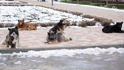 Бродячие собаки напали на беременную жительницу Пятигорска