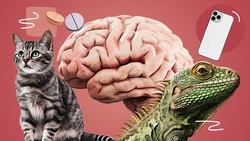 «Мозг пластичен»: ставропольский психиатр — о влиянии гаджетов, питомцев и воспитания