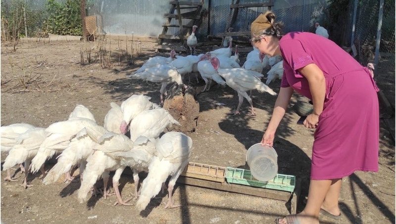 Кур и индюков разводит семья из Александровского округа благодаря соцконтракту