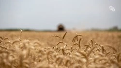 Аграрии Шпаковского округа преодолели экватор уборки зерновых культур