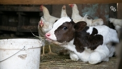 Производство молока на Северном Кавказе увеличили до 3,1 млн тонн 