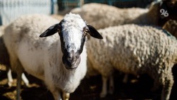 Овчинка, которая стоит выделки: как соцконтракт помог ставропольскому животноводу — фоторепортаж