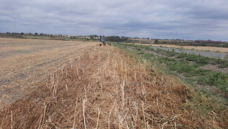 Около 1300 кустов дикорастущей конопли уничтожили в Минераловодском округе