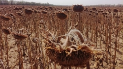 Почти 5 тыс. тонн подсолнечника уже собрали аграрии Ставрополья