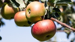 Рекордный урожай яблок собрали на Ставрополье