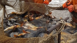 Господдержка позволила компенсировать рыбоводам Ставрополья около 40% затрат