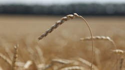 Глава Ставрополья поручил разработать меры по снижению пошлины на зерно и тарифа на воду для аграриев