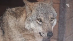 Охота на волков и шакалов на Ставрополье завершена