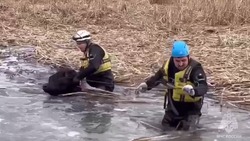 Провалившихся под лёд коров спасли в Северной Осетии