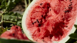 Свыше 4 тыс. тонн арбузов и дынь собрали аграрии Ставрополья в 2023 году  