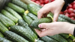 Ставрополье за год увеличило производство тепличных овощей на 10%