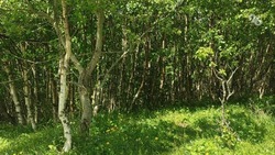 С начала года на Ставрополье восстановили 54 га лесов