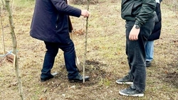 80 акаций высадили у мемориала жертвам холокоста в Минводах