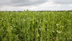 В Шпаковском округе испытывают отечественные семена гороха