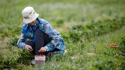 Центр сельского трудового воспитания за 1,5 млн откроют в станице на Ставрополье