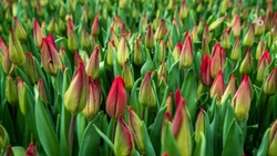 Ставрополь готовится высадить почти 900 тыс. цветов к тёплому сезону