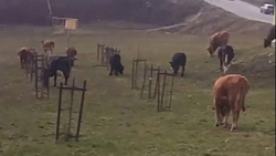 Мэра Кисловодска возмутило бесхозное стадо коров, пасущееся рядом со школой