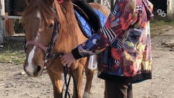 Волки напали в новогоднюю ночь на табун лошадей в селе Дагестана 