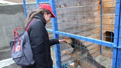 В Кисловодске продолжается кампания по чипированию бездомных животных 