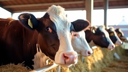Ферму по разведению крупного рогатого скота построят в Благодарненском округе