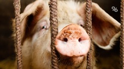 Вспышку африканской чумы свиней зафиксировали в Апанасенковском округе