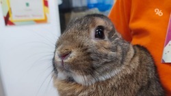 Ставропольские зооэксперты рассказали о правилах содержания декоративных кроликов