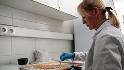 На Ставрополье проверено более 13% семян яровых культур