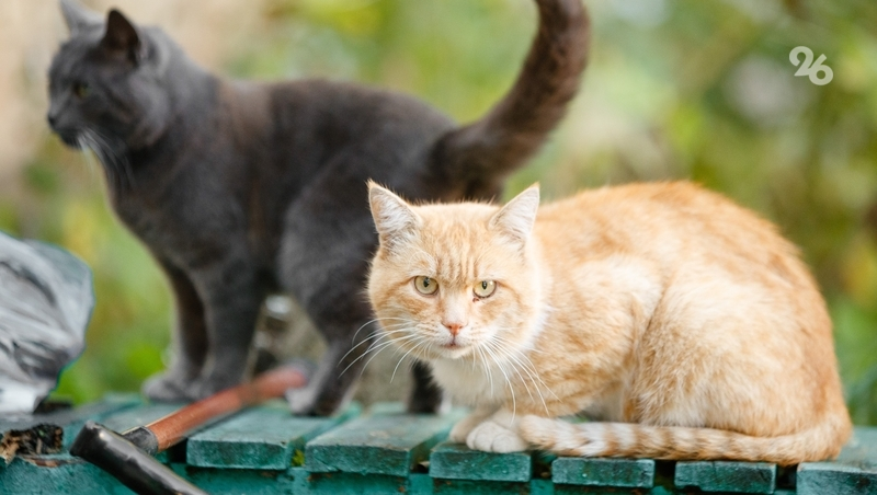 Идею маркировки домашних животных поддержали в Думе Ставропольского края