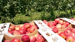 Программу «Школьный сад» создадут на Ставрополье