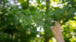 1,5 тыс. деревьев посадят в Пятигорске в рамках акции «Сохраним лес»