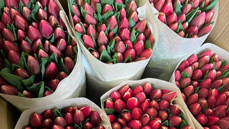 Более 3 млн тюльпанов вырастят в Кочубеевском округе к 8 Марта