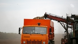 Обильные дожди не повлияли на урожайность на Ставрополье — зампред правительства