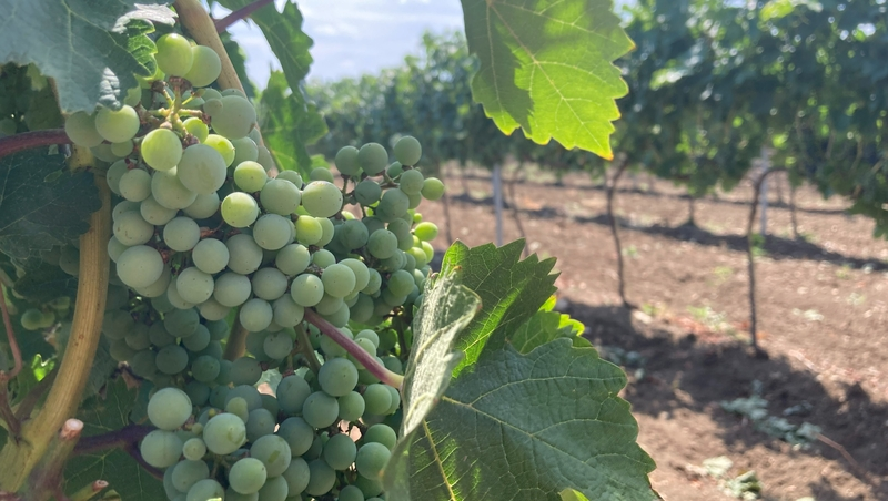 От лозы до бокала: как возрождают виноделие на Ставрополье