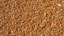 Ставрополье передало 5 тонн семян кукурузы аграриям ЛНР
