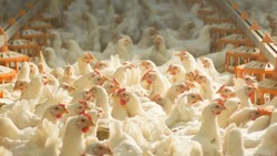 Производство мяса птицы на Ставрополье выросло на 6,5% за год