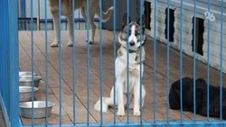 Спикер Думы Ставропольского края оценил идею лицензирования приютов для животных
