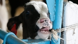 Механизмы поддержки личных подсобных хозяйств Ставрополья обсудили Совет старейшин и минсельхоз края